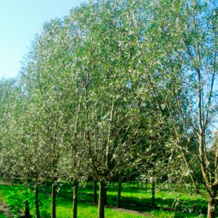 Ива сердцелистная  Н20-40 С2 Tum 