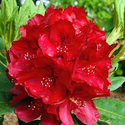Рододендрон гибридный Ред Импульс С5 