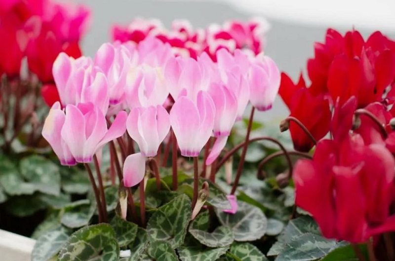 Продлите цветение цикламена 