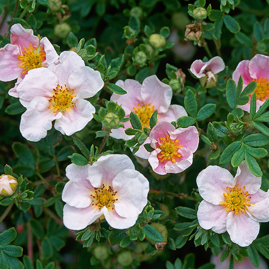 Лапчатка кустарниковая Блинк с2-3, 20-25см 