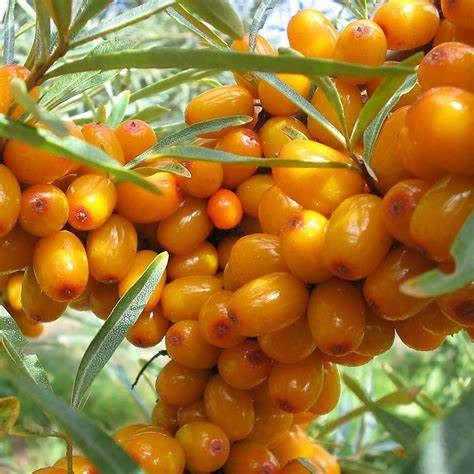 Облепиха Августина c3 h20-40 ЦО 