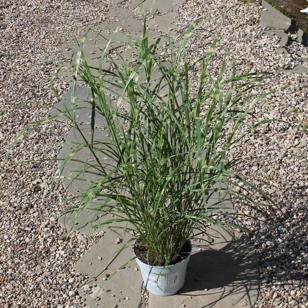 Травы злаковые Р9-с1.5 