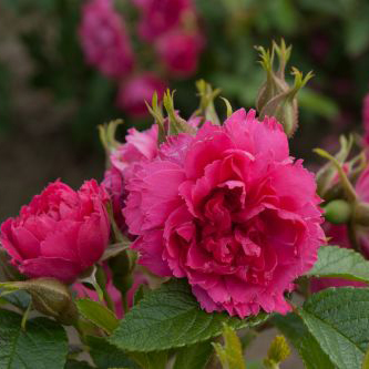 Роза плетистая Ф.Дж.Грутендорст v5 Dem 