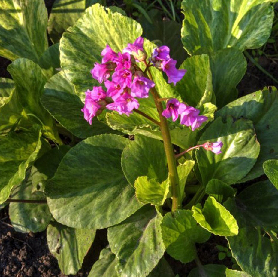 Бадан гибридный Галина Серова d12 ХР 