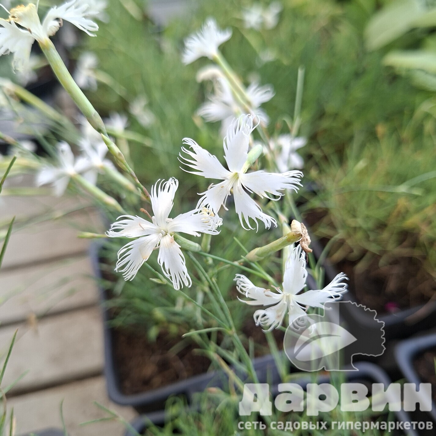 Гвоздика p9 Push 