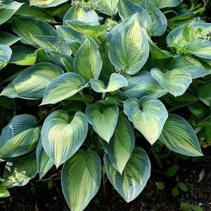 Хоста Грейт Экспектейшнc v3 Tim 