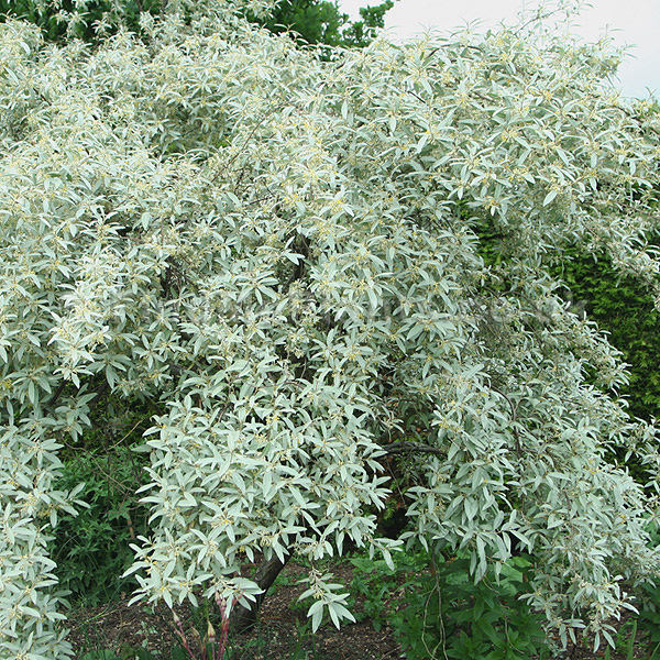 Лох узколистный h60-100 BR 