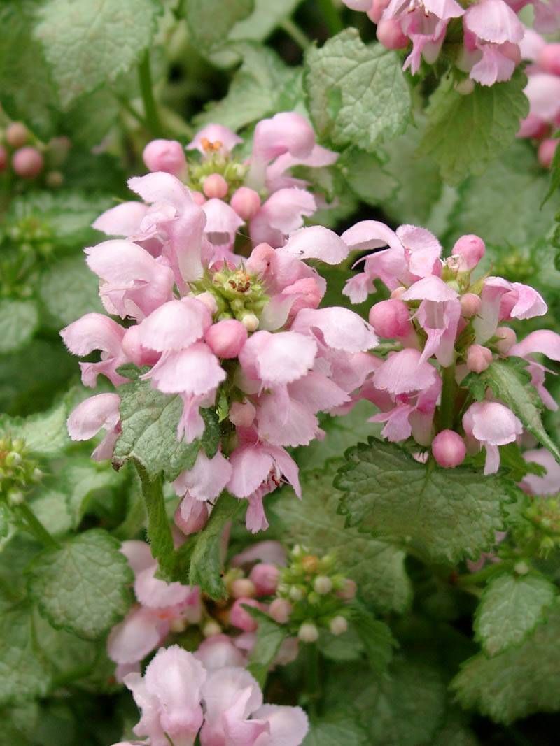 Яснотка пятнистая Пинк Пьютер d12 ХР 