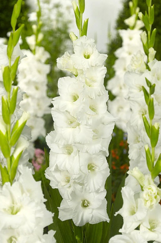 Луковица Гладиолус крупноцветковый Амстердам 10/12 10шт. Поиск 