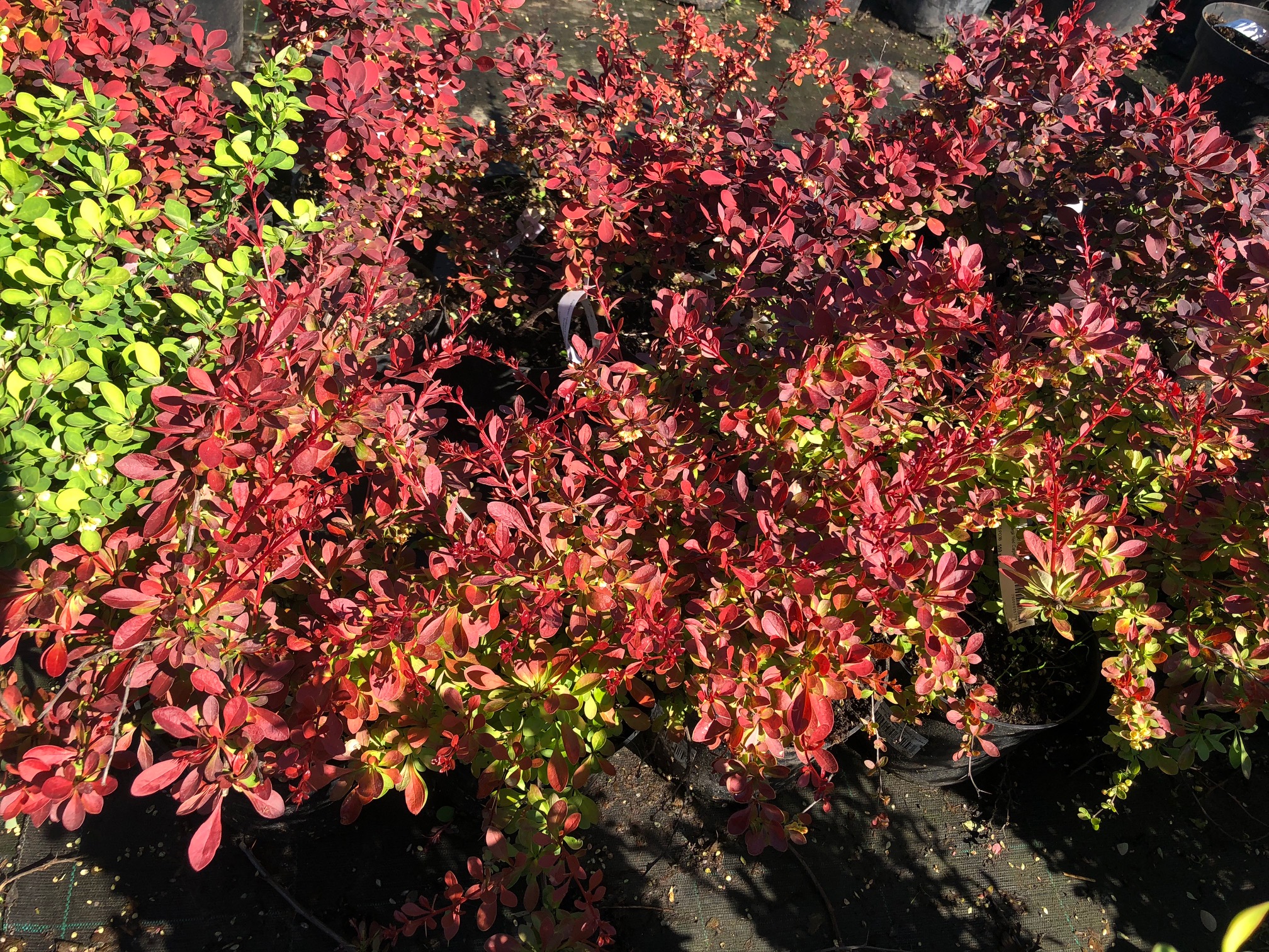 Барбарис тунберга Парквил v2 Lav 