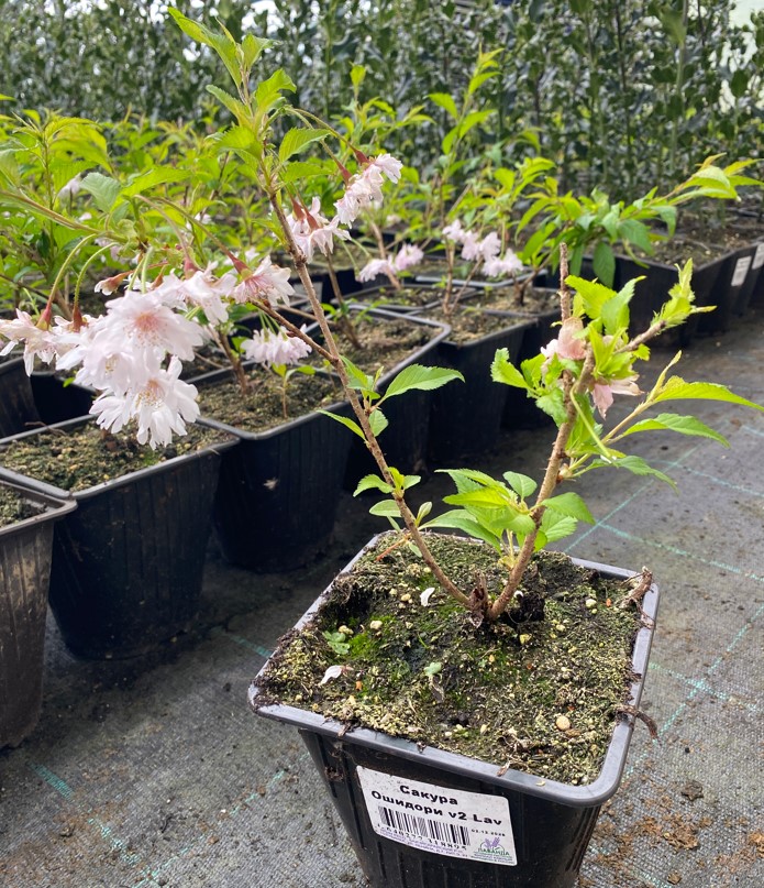 Сакура Ошидори v2 Lav 