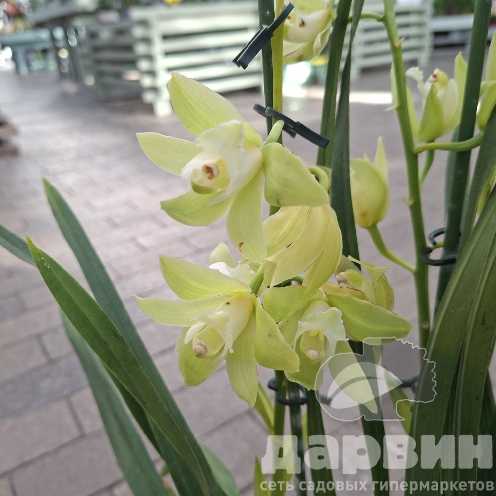 Цимбидиум d12 h50 