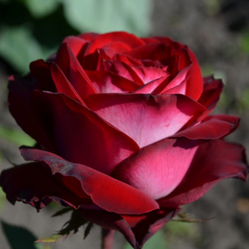 Роза чайно-гибридная Гошпель v5 Lav 