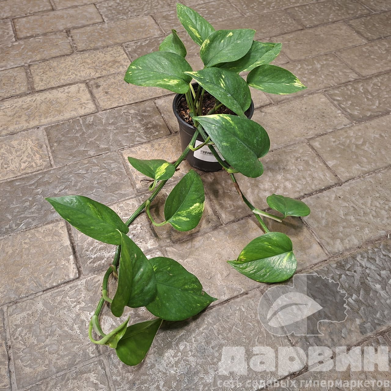 Эпипремнум Ауреум d12 