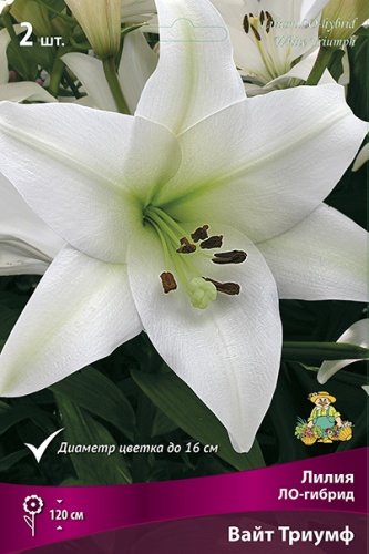 Луковица Лилия ЛО-гибрид Вайт Триумф 2шт Поиск 