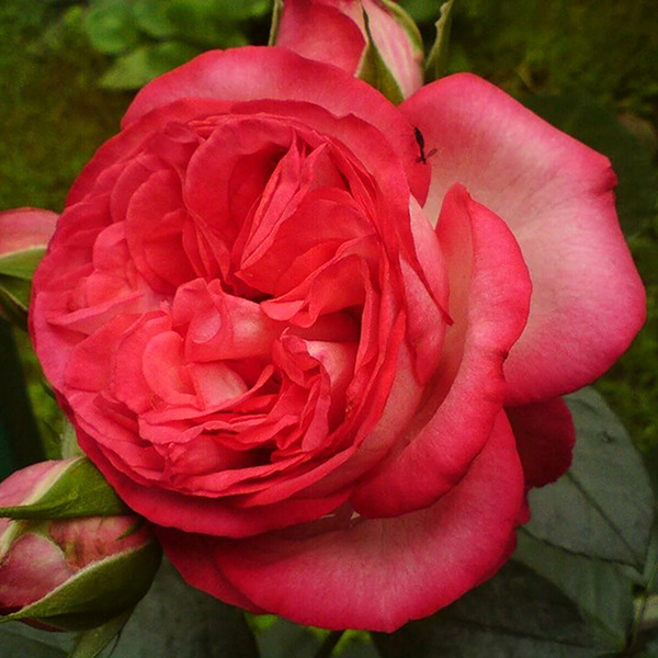 Роза плетистая Антик в коробке ZP 