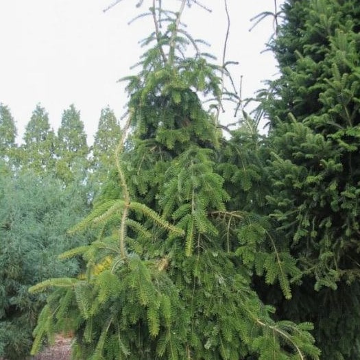 Пихта Нордмана Пендула 40-50 Mt 