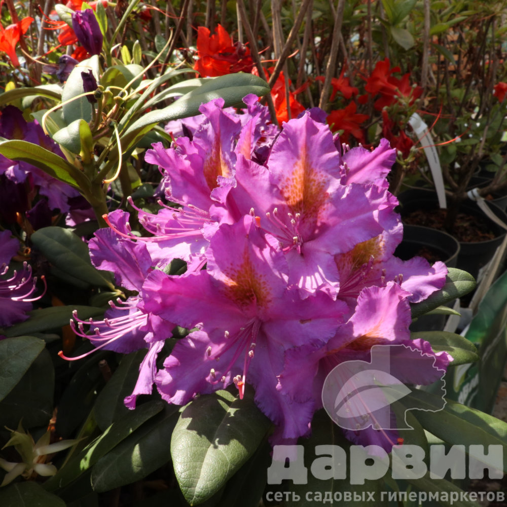 Рододендрон гибридный Пурпуреум Грандифлорум c5 (2) ватермарка