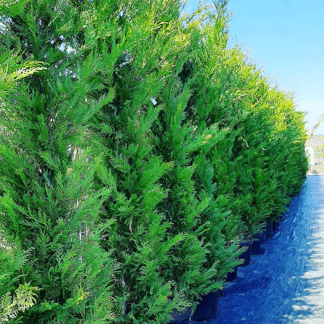 Купрессоципарис лейланда Твидуизендин v2 Lav 