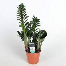 Замиокулькас Зензи d11 h35 