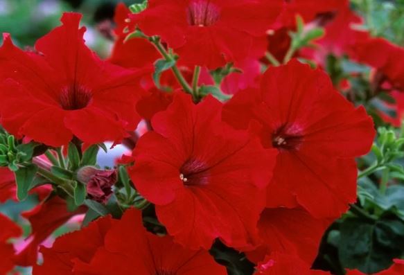 Петуния красная кассета Е6 ЕТК 