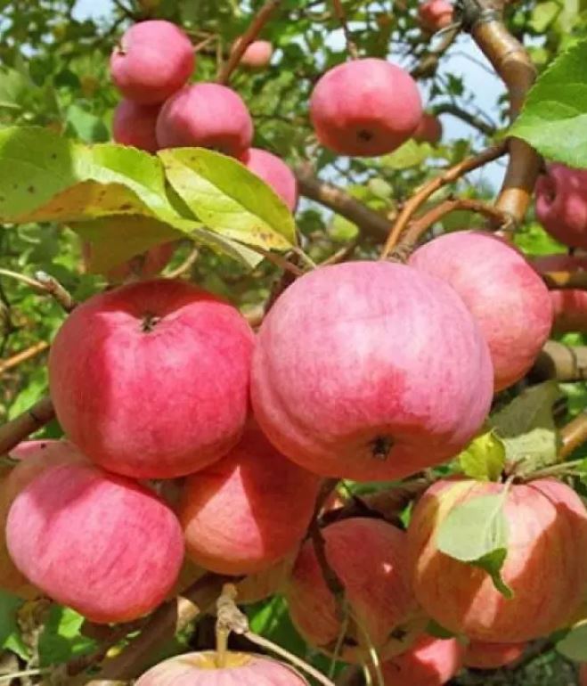 Яблоня Мелба С7,5 100-140 ЦО 