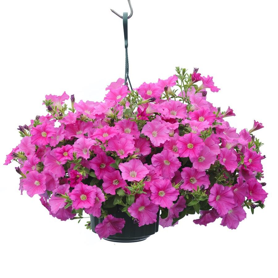 Петуния ампельная d19 ЦВ 