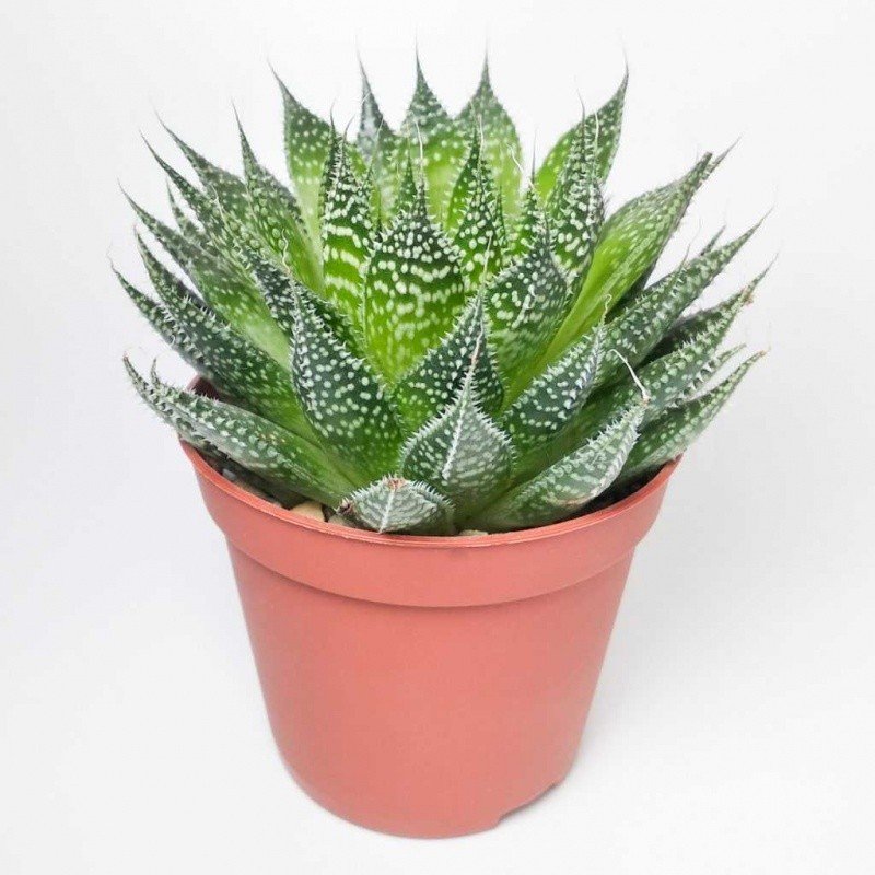 Алоэ Аристата d10 h20 