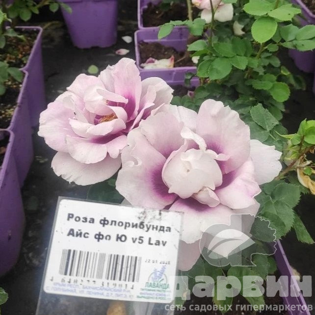 Роза флорибунда Айс фо Ю v5 Lav 
