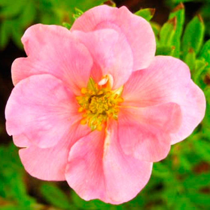 Лапчатка кустарниковая Принцесс Блинк c2 h20-40 UL 