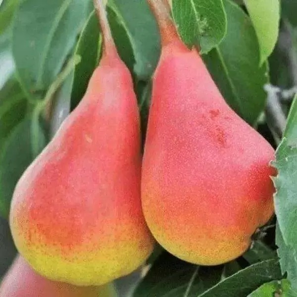 Груша Нарядная Ефимова h120-160 v10 3-х летка Tim 