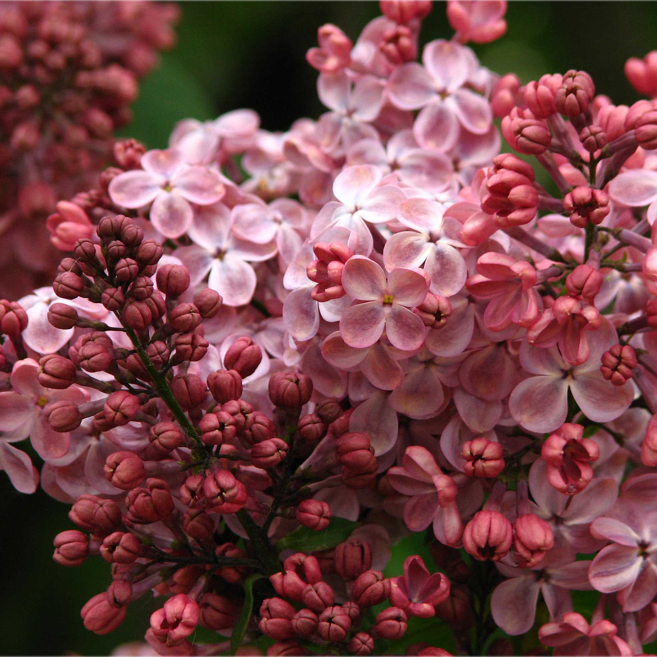 Сирень обыкновенная Мулатка v2 Lav 