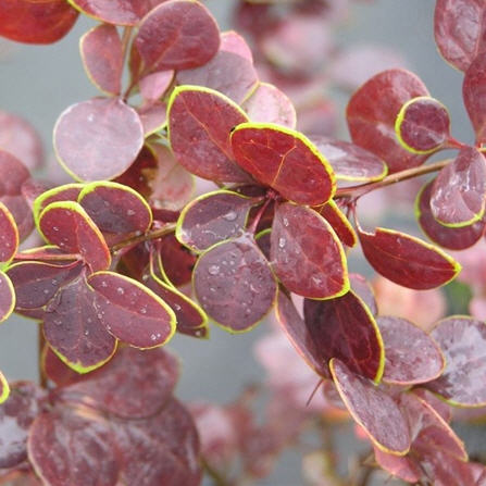 Барбарис тунберга Голден Ринг c2 h30-40 