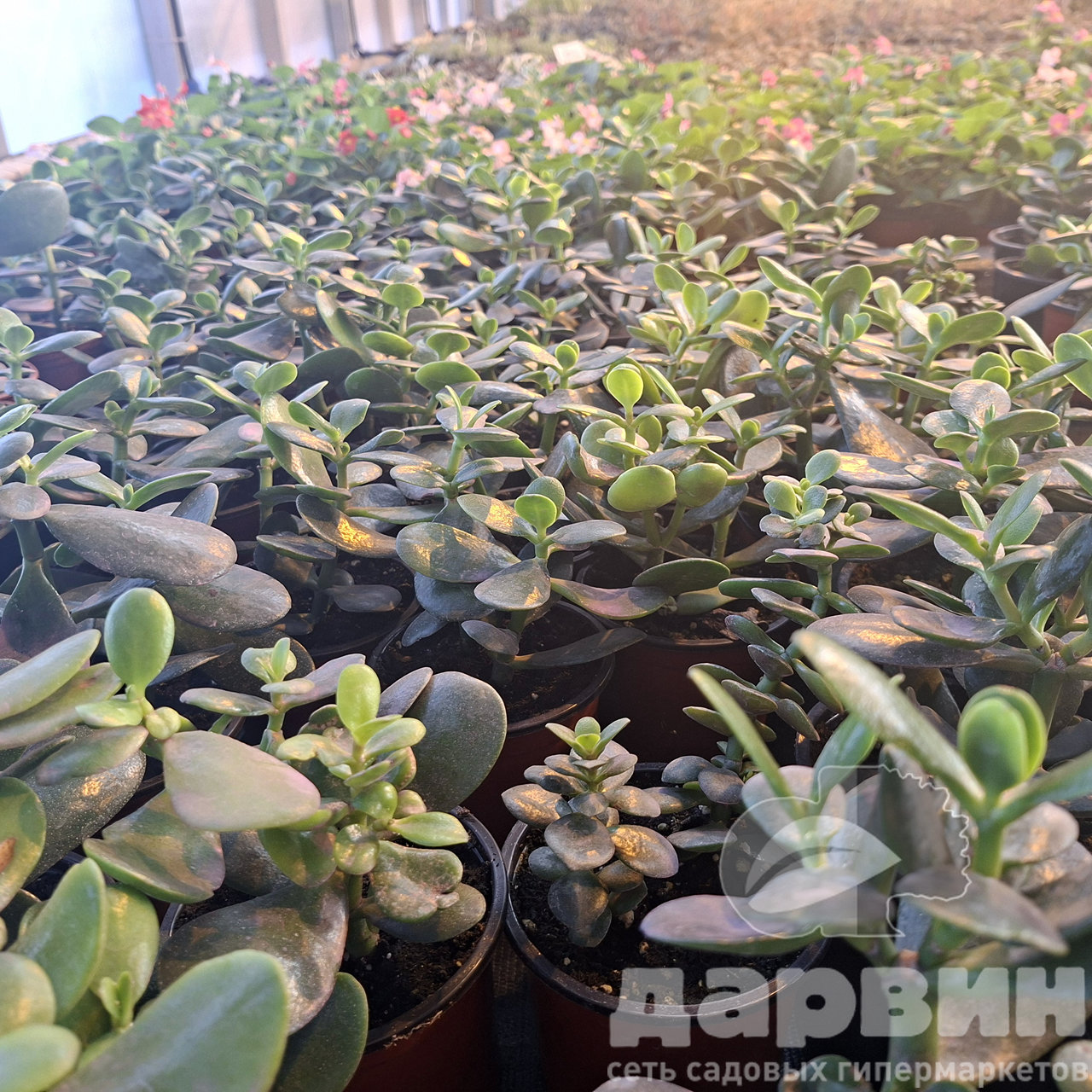 Крассула д10 тим (4) marked