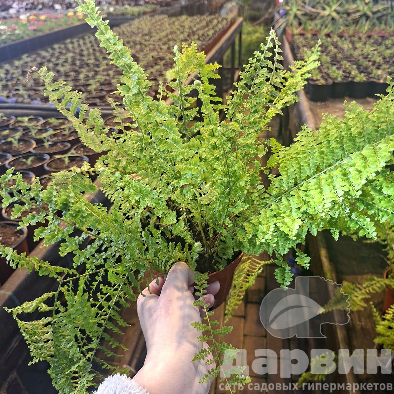 Нефролепис Блю Белл d15 Tim 
