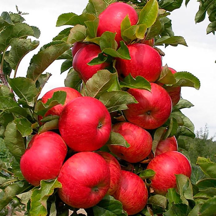 Яблоня колон Малиновое ожерелье 3-х летка 