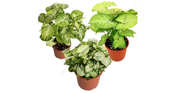 Сингониум микс d9 Ег 