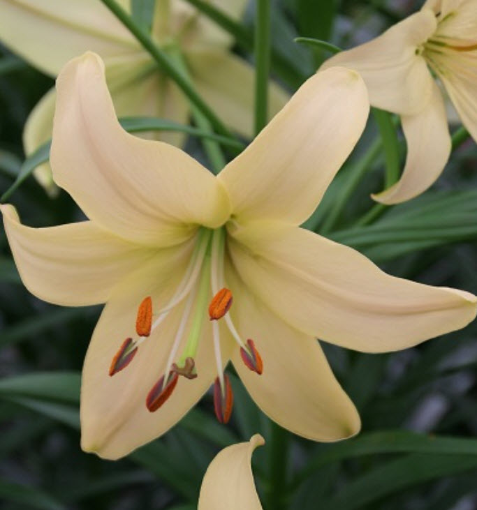 Луковица Лилия видовая Перл Франсес  14/16 1шт. Поиск 