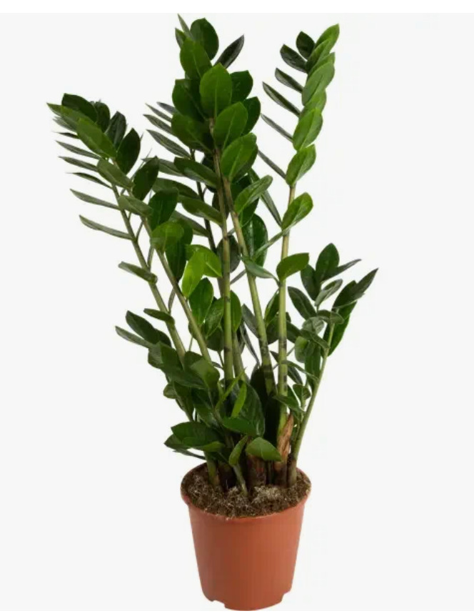 Замиокулькас Занзибар d17 h80 