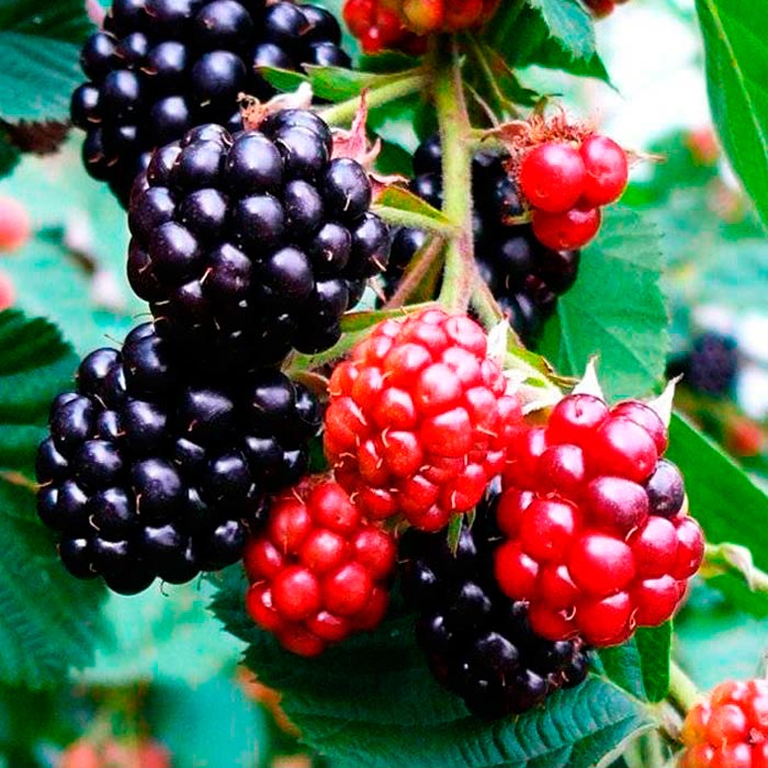 Растение ежевика Торнлес эвергрин С2 Db 