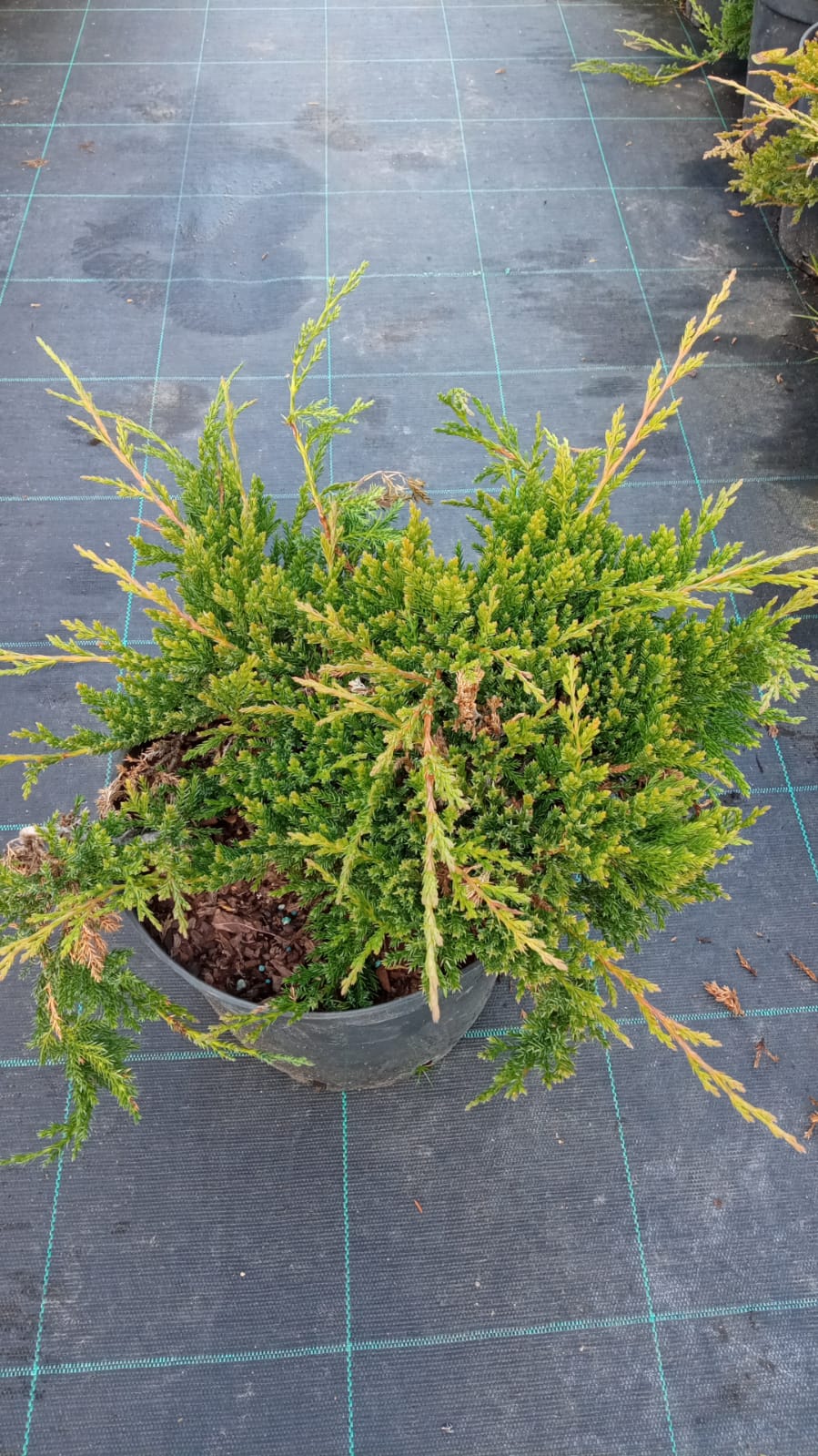 Можжевельник горизонтальный Принц оф Уэльс v5 20-40 ПВ 