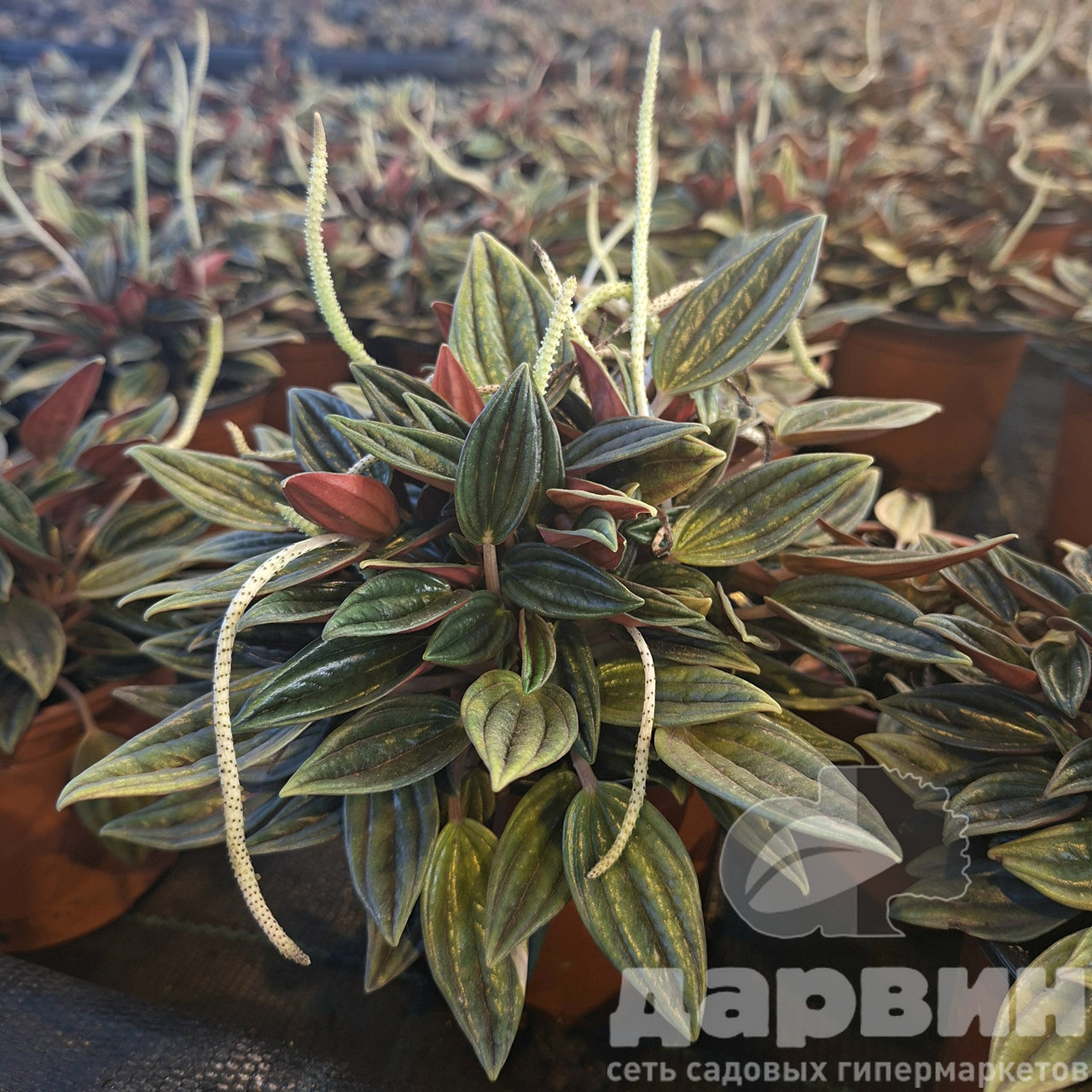 Пеперомия Россо d10 Tim 