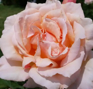 Роза чайно гибридная Медальон в коробке Биосфера 