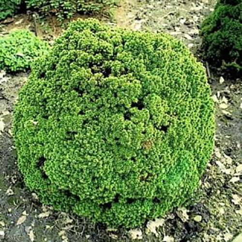 Ель канадская Альбертиана 10-15 KG 