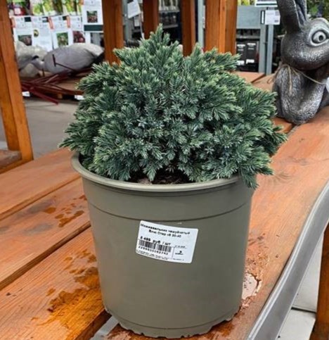 Можжевельник чешуйчатый Блю Стар v5 30-40 