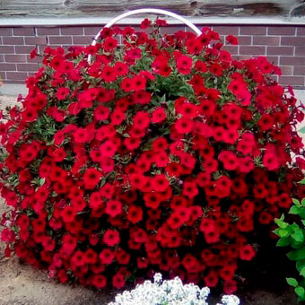 Семена Петуния Каскадная Тайдал Вейв Ред Велюр 10 шт Поиск 