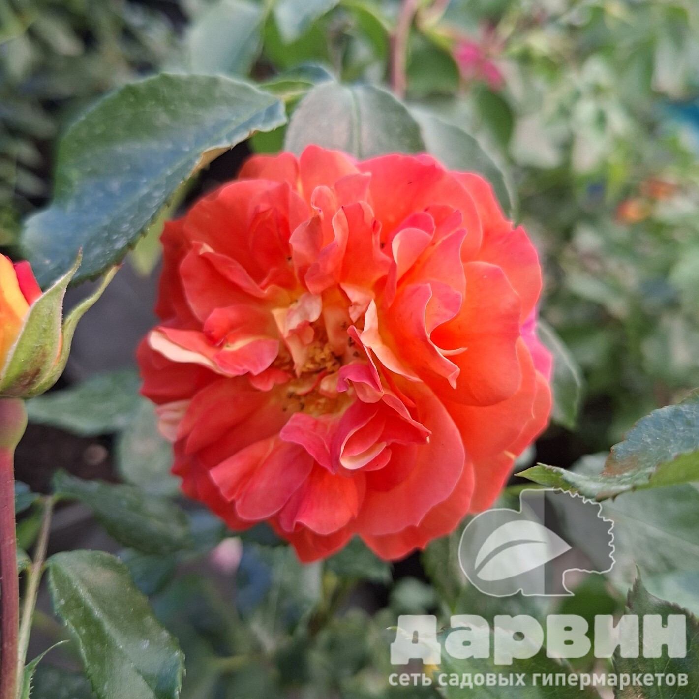 Роза флорибунда Братья Гримм v5 Lav 