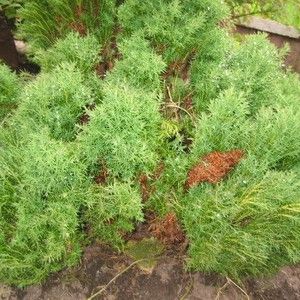 Растение можжевельник китайский Плюмоза с5, 40-50см 