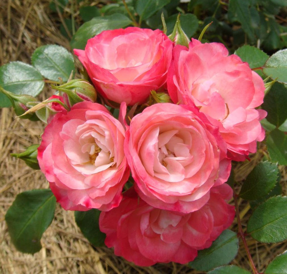 Роза почвопокровная Пат де Велур v5 Lav 