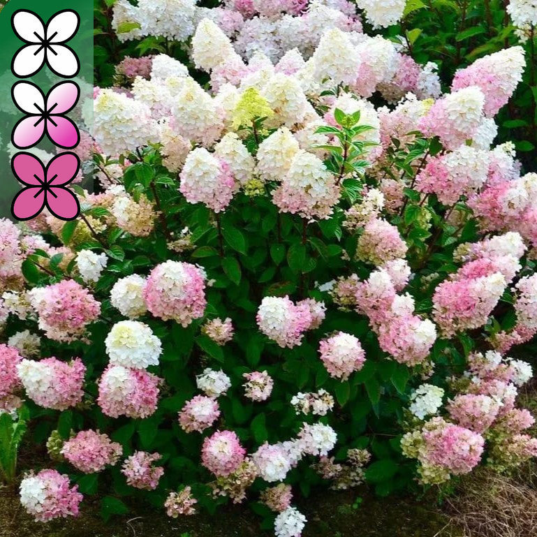 Гортензия метельчатая Сандей Фрайз v5 Lav 